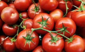 Άρρωστες τομάτες – Ποιος είναι ο νέος καταστροφικός ιός των λαχανικών (vid) Άρρωστες τομάτες – Ποιος είναι ο νέος καταστροφικός ιός των λαχανικών (vid)