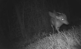 Μυστηριώδες τετράποδο με φτερά σε ζωολογικό κήπο του Μπρίστολ Μυστηριώδες τετράποδο με φτερά σε ζωολογικό κήπο του Μπρίστολ