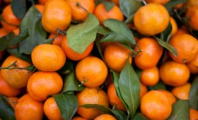 Επικίνδυνα για την υγεία τα αλβανικά μανταρίνια εξαιτίας των φυτοφαρμάκων Επικίνδυνα για την υγεία τα αλβανικά μανταρίνια εξαιτίας των φυτοφαρμάκων