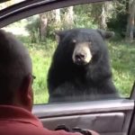 Μπαμπά, η αρκούδα άνοιξε την πόρτα σου!