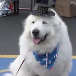 Σκύλος εξελέγη δήμαρχος για τρίτη συνεχόμενη χρονιά