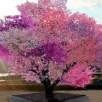 Το δέντρο-έργο τέχνης των 40 καρπών