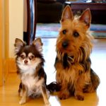 Το καρφί: Ξεκαρδιστικό βίντεο με δύο σκυλάκια…