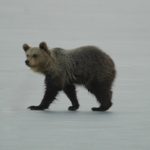 Αρκουδάκι στην παγωμένη λίμνη της Καστοριάς (vid)