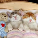 Αυτά τα γατάκια αρνούνται να κοιμηθούν χώρια (βίντεο)
