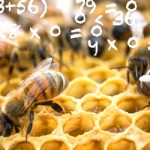 Οι μέλισσες μπορούν να κατανοήσουν το μηδέν (vid)