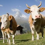 Οι Ελβετοί ψηφίζουν για τα δικαιώματα των αγελάδων!