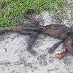 Μυστηριώδες πλάσμα βρέθηκε στη Φλόριδα (vid)