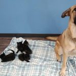Αδέσποτη σκυλίτσα έσωσε από βέβαιο θάνατο πέντε νεογέννητα γατάκια