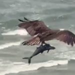 Βίντεο με έναν τεράστιο αετό να αρπάζει και να σηκώνει ψηλά έναν καρχαρία
