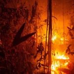 Αμαζόνιος: Τα πνευμόνια της Γης καίγονται για άλλη μια φορά (vid)