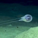 Άγνωστα και παράξενα είδη ζώων στα βάθη των ωκεανών (vid)