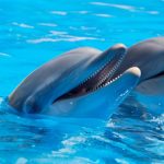 Τα δελφίνια σχηματίζουν το μεγαλύτερο δίκτυο συμμαχιών μετά τους ανθρώπους